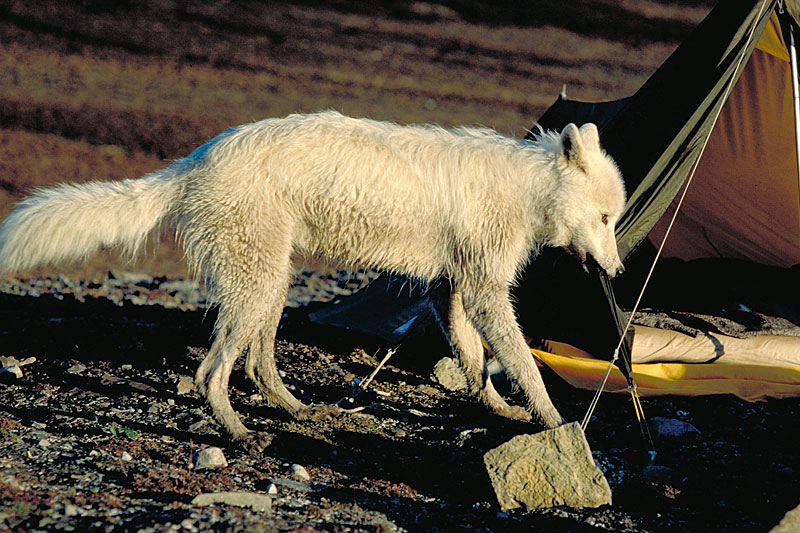 Animals Animals