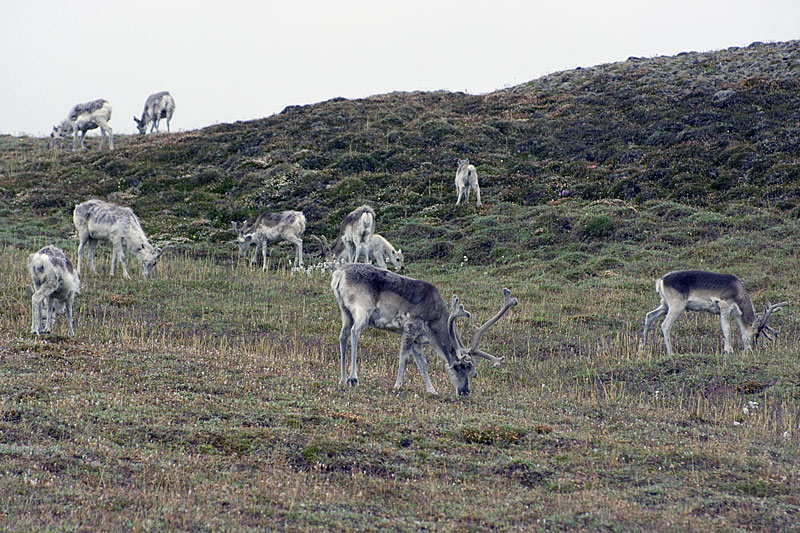 Tierwelt