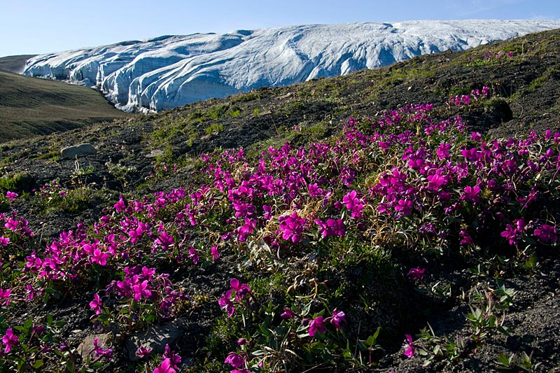 Crusoe Glacier Ostseite Crusoe Glacier Ostseite