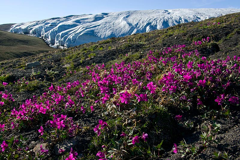 Crusoe Glacier Ostseite