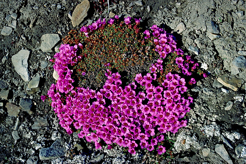 Blumen Blumen