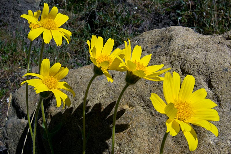 Blumen Blumen