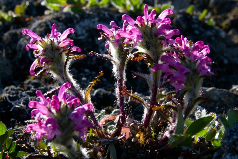 Blumen Blumen
