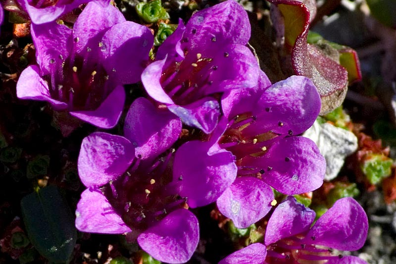Blumen Blumen