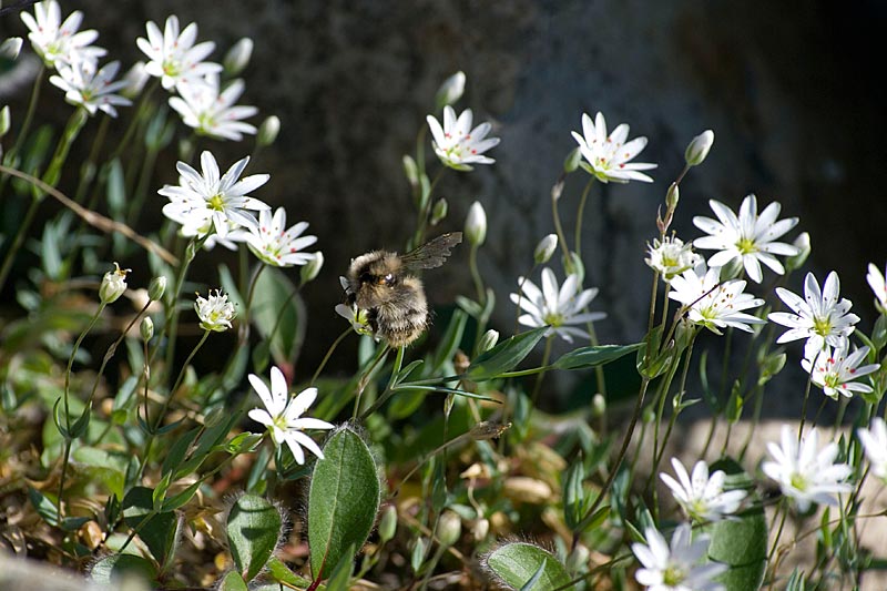 Blumen Blumen