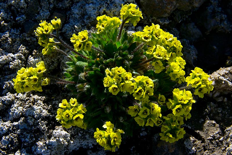 Blumen Blumen
