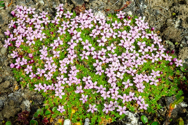 Flora and fauna Flora and fauna