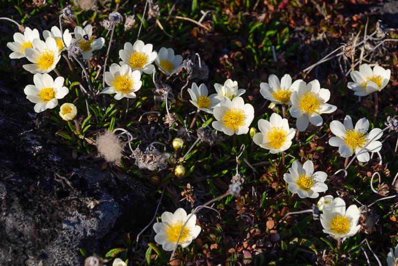Flora and fauna Flora and fauna