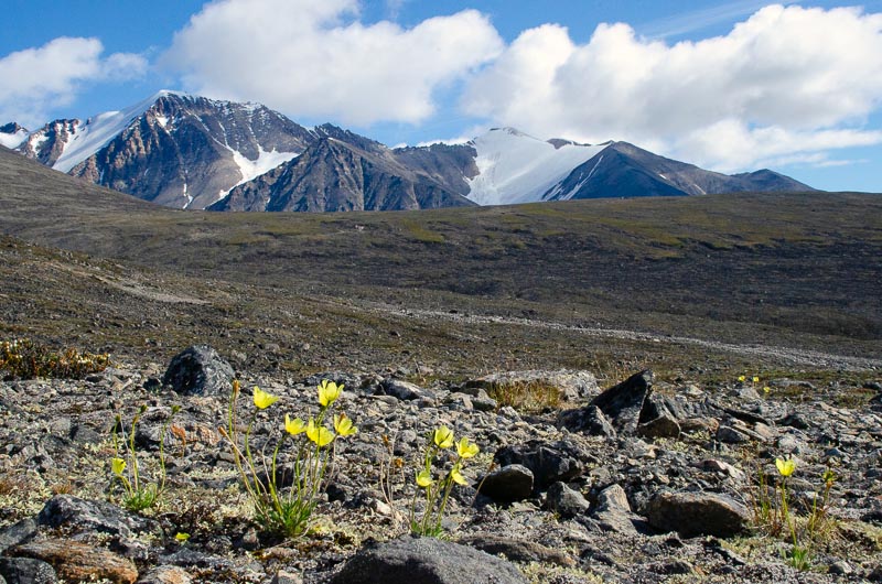 Tundra and periglacial phenomena Tundra and periglacial phenomena