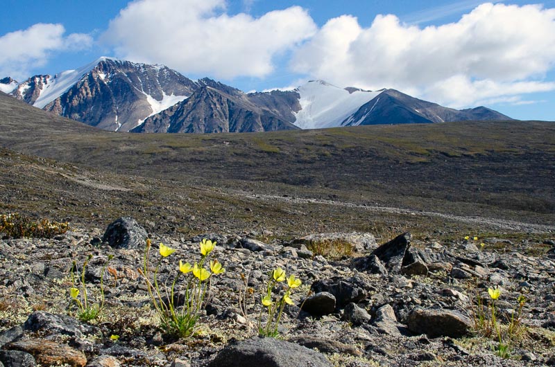 Tundra and periglacial phenomena