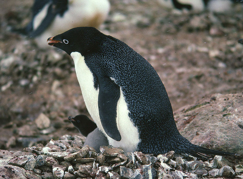 Flora und Fauna bei Gletschern