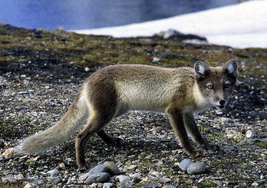 Flora und Fauna bei Gletschern