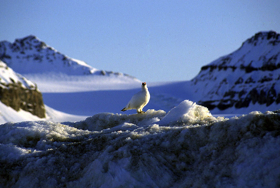 A haven for wildlife A haven for wildlife