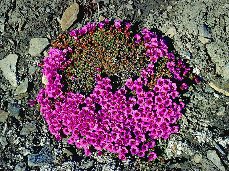 Flora und Fauna bei Gletschern