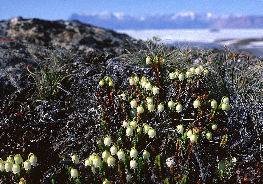 Flora und Fauna bei Gletschern