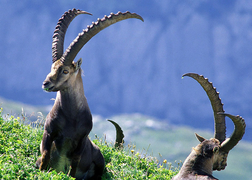 Flora und Fauna bei Gletschern