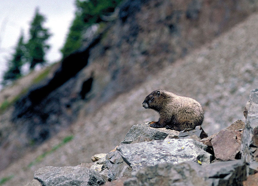 Flora und Fauna bei Gletschern