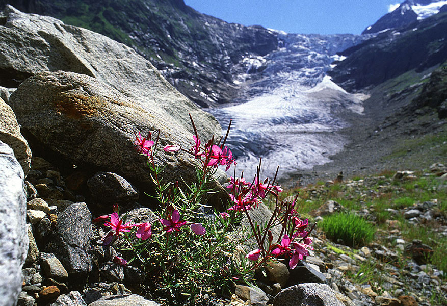 Flora und Fauna bei Gletschern