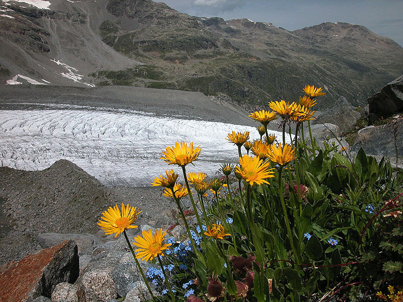 Flora und Fauna bei Gletschern