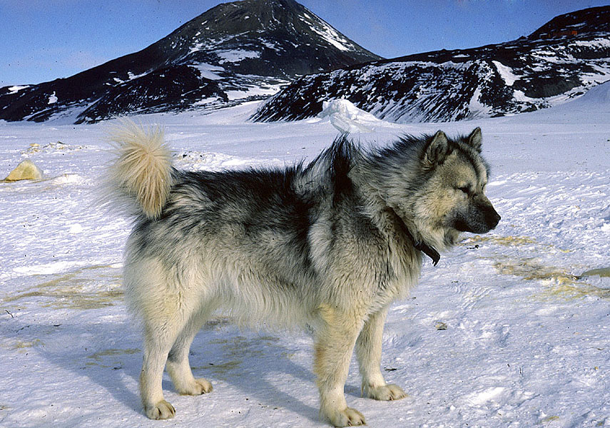 Living and travelling on glaciers