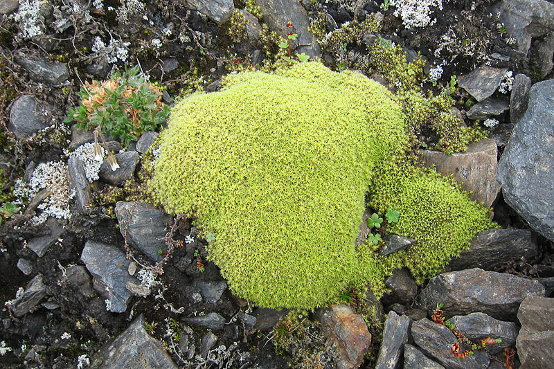 Austre Lovnbreen: the glacier forefield