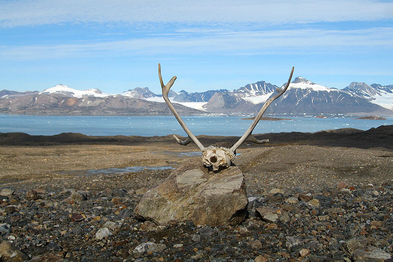 Austre Lovnbreen: the glacier forefield