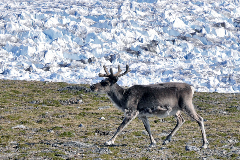 Kongsbreen (northwest)