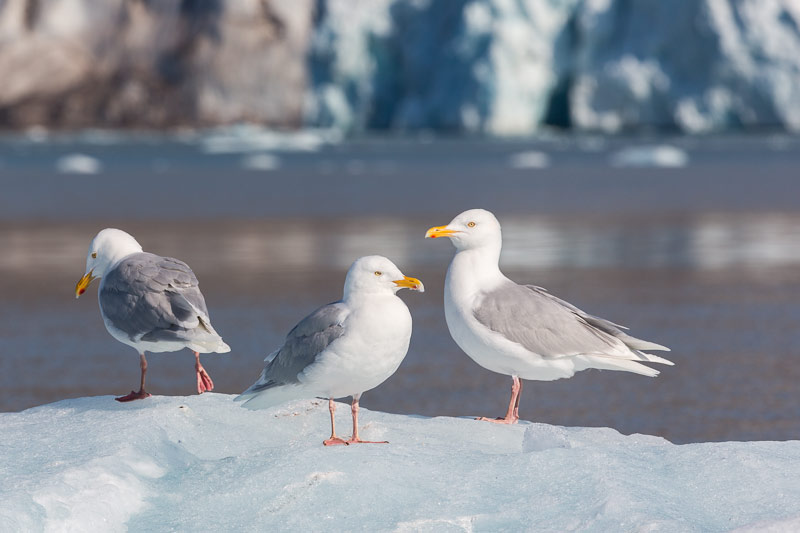 Monacobreen, Seligerbreen and Emmabreen