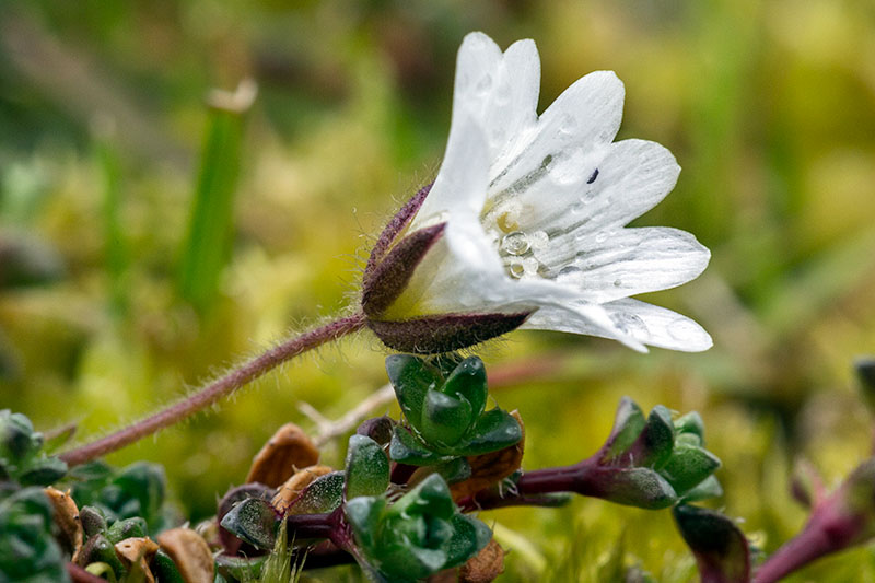 Plants and fungi