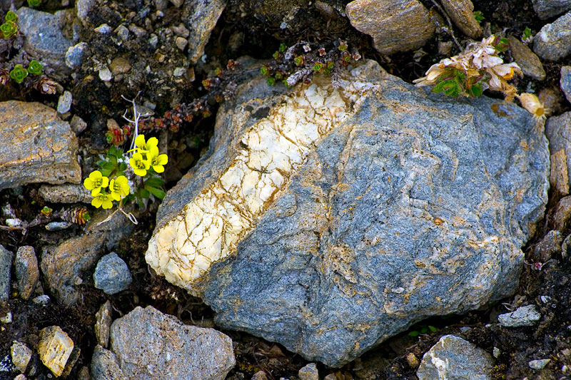 Plants and fungi