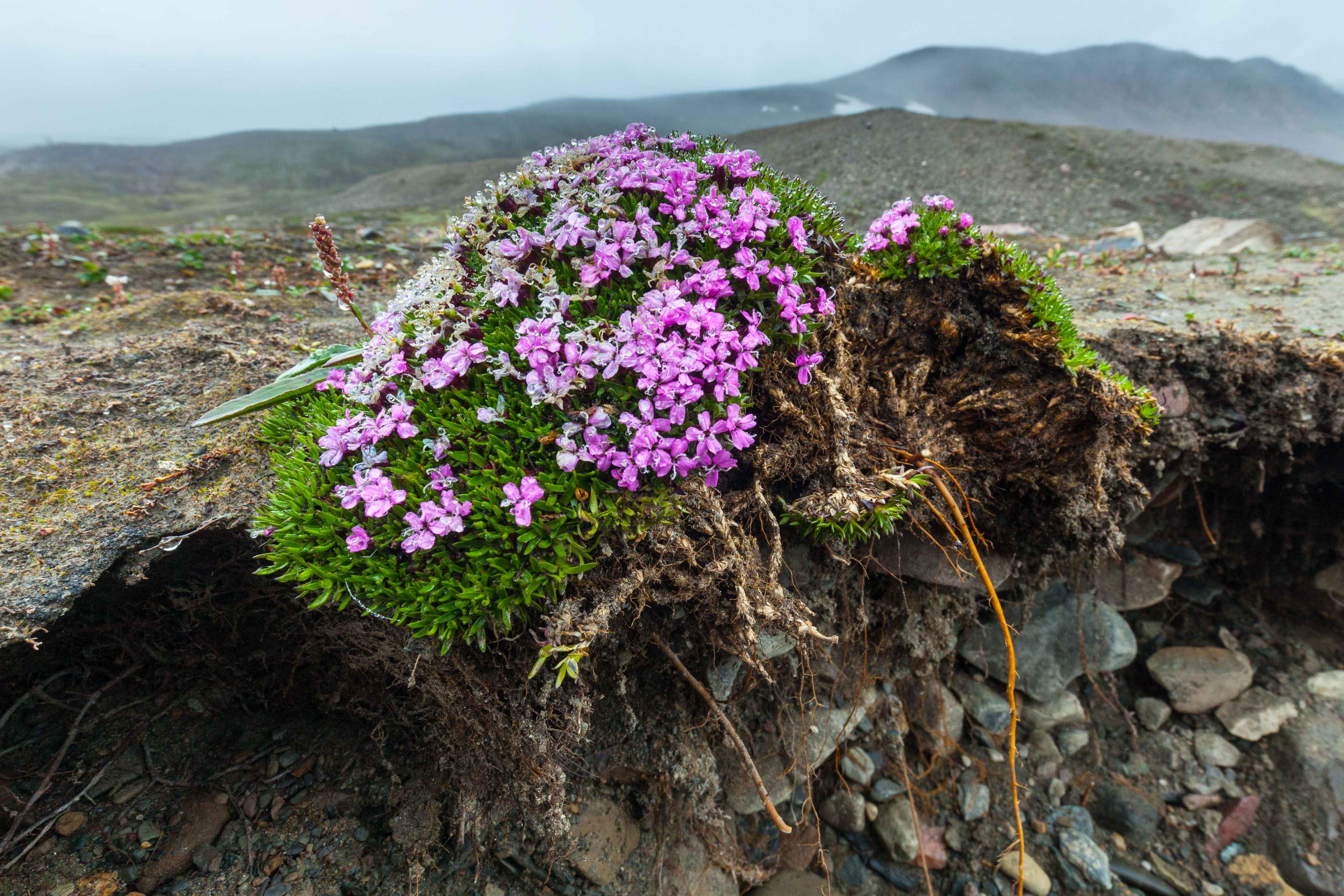 Plants and fungi