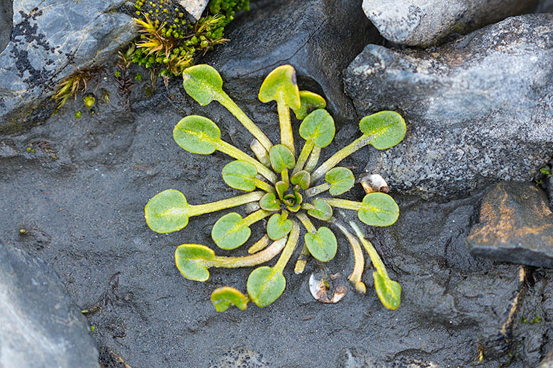 Plants and fungi