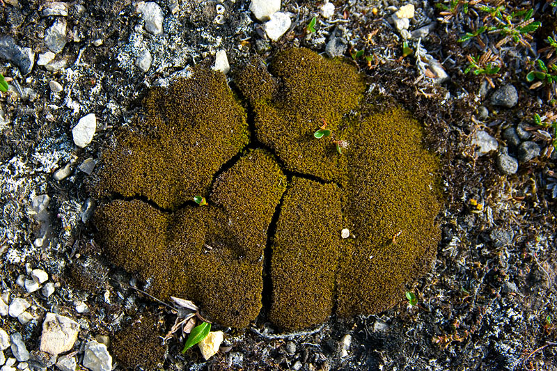 Plants and fungi