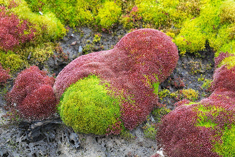 Plants and fungi