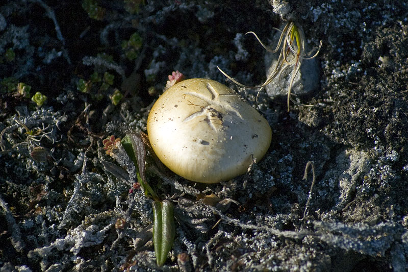 Plants and fungi