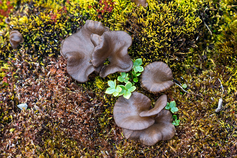 Plants and fungi