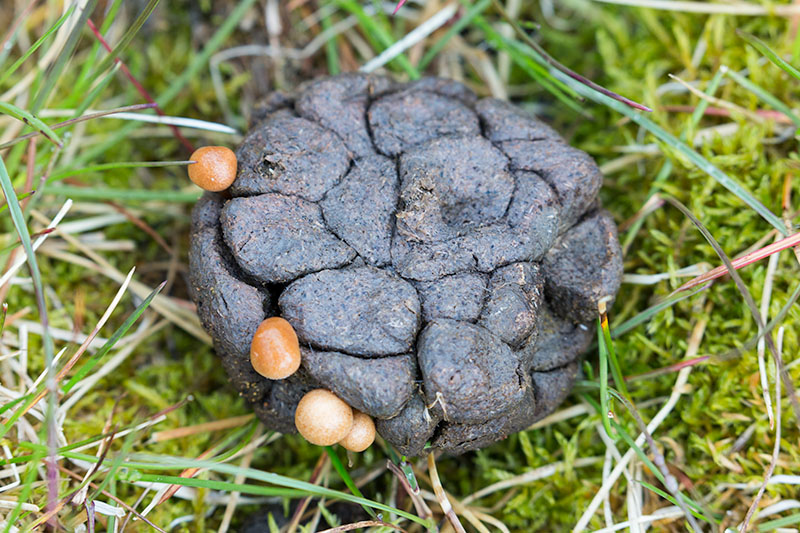 Plants and fungi