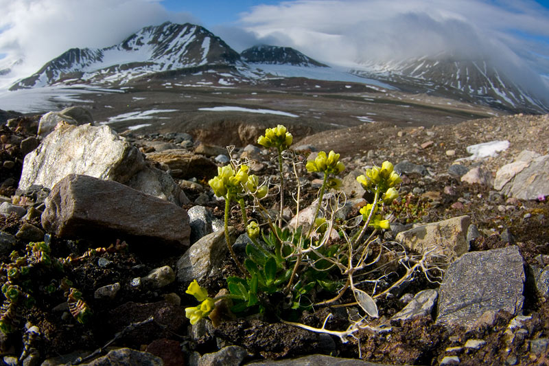 Plants and fungi