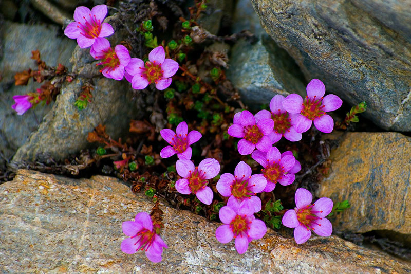 Plants and fungi