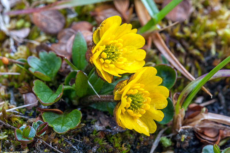 Plants and fungi