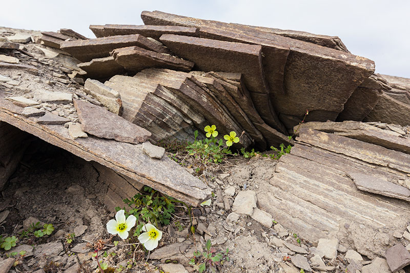 Plants and fungi