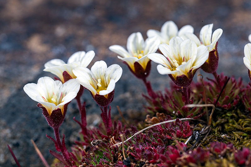 Plants and fungi