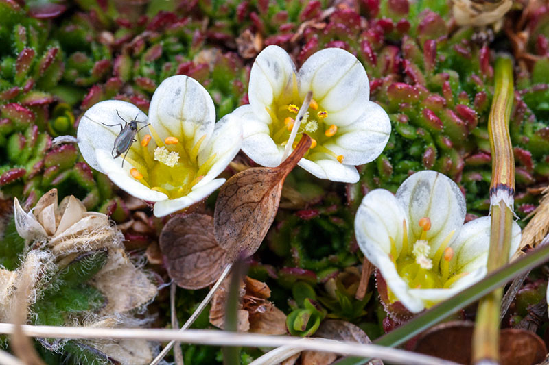 Plants and fungi