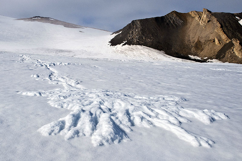 Polarisbreen