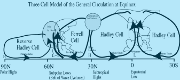 General Circulation Model