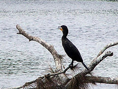 Kormoran