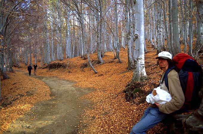 Lateral Eruption 2002: Ash and People