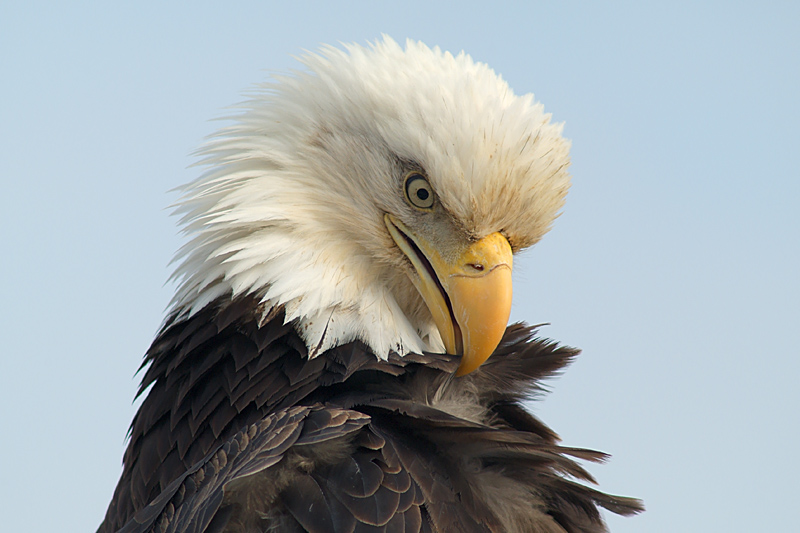 The Ninth Page: Wildlife in Alaska