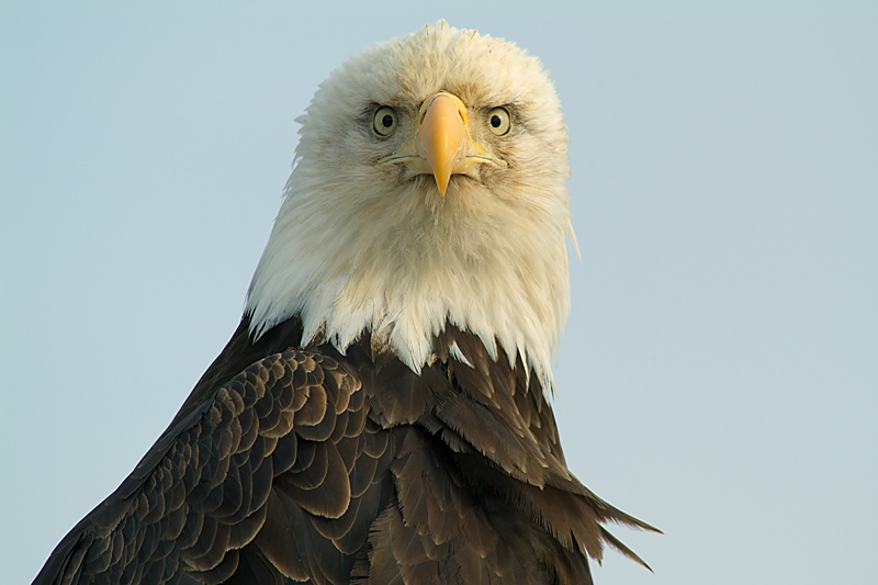 The Ninth Page: Wildlife in Alaska The Ninth Page: Wildlife in Alaska