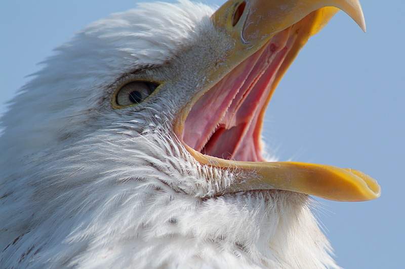 The Ninth Page: Wildlife in Alaska